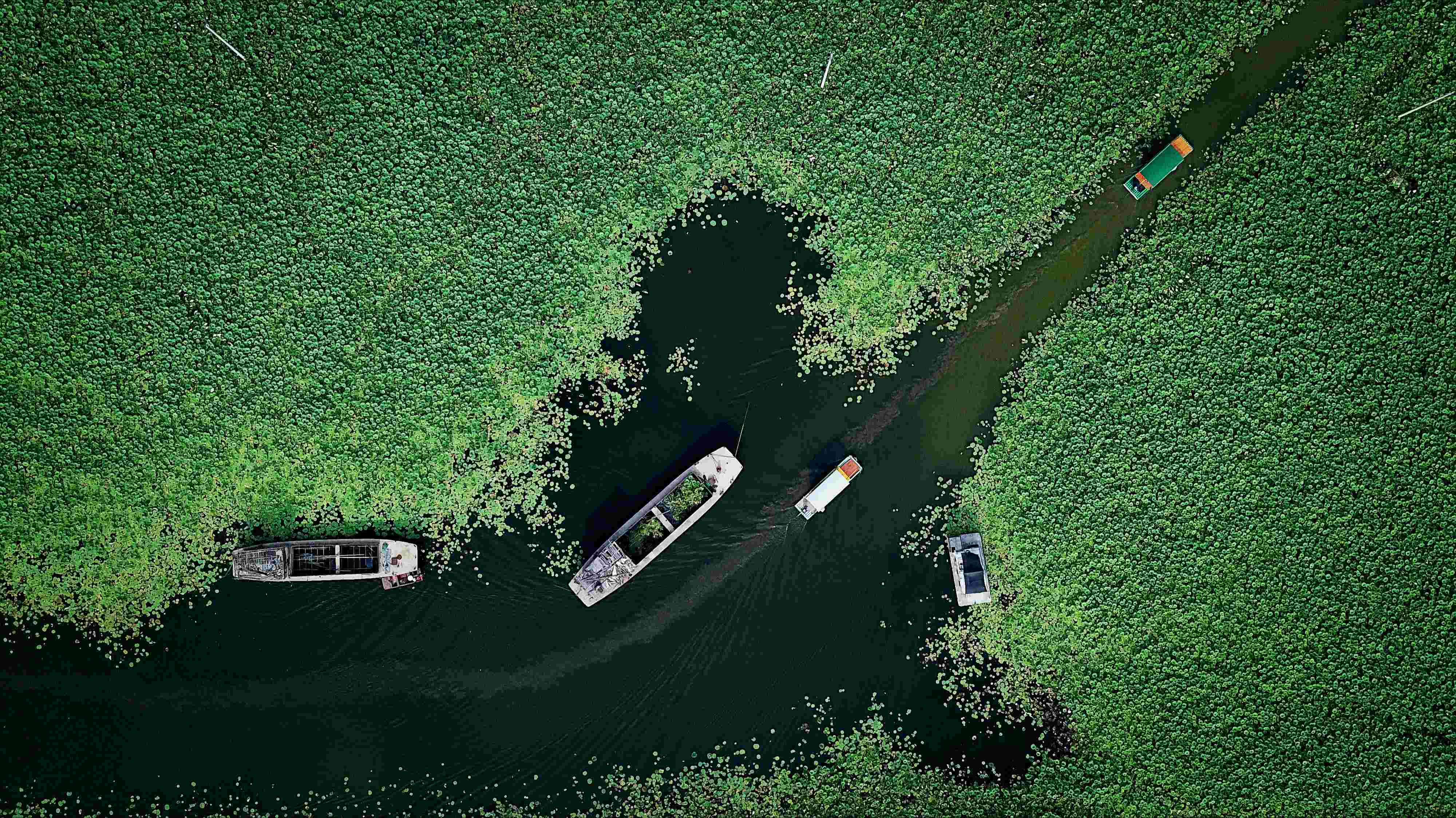 113-夏日荷塘(1) 113-夏日荷塘(1)