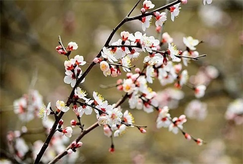 吃喝玩樂(lè)不遠(yuǎn)行，帶你一卡游濟(jì)寧！濟(jì)寧旅游惠民卡送您一個(gè)春天（附辦卡攻略）