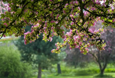 孔府：滿園春光繾流年！