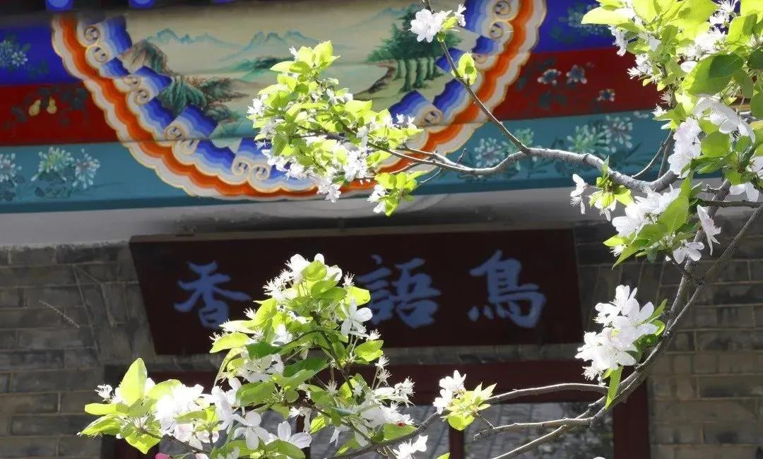 賞花地圖——最美三月天，帶你走進濟寧的花花世界